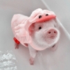 catsuppig avatar
