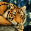 Tigerroar profile avatar