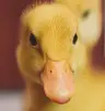 DuckieDevStudios profile avatar