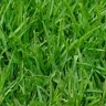 Green profile avatar