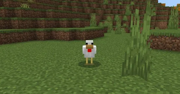 Chicken