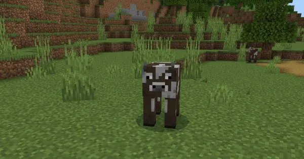 Cow