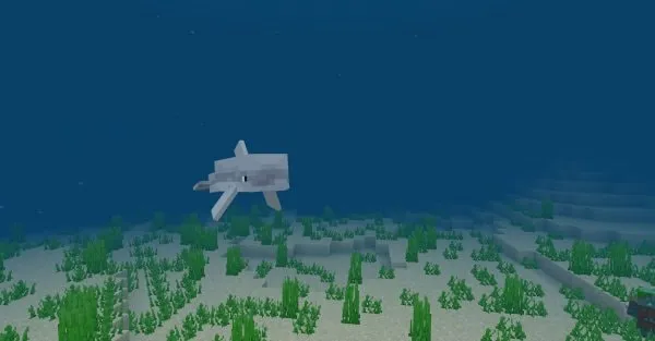 Dolphin