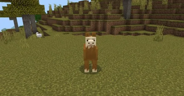 Llama