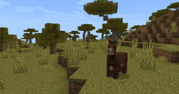 Mule