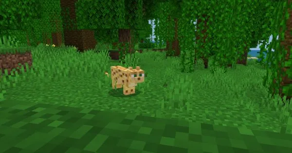 Ocelot