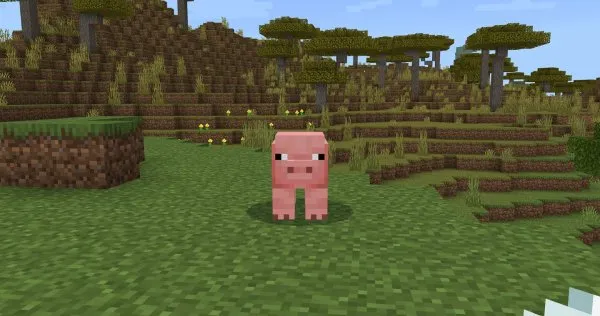 Pig
