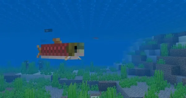 Salmon