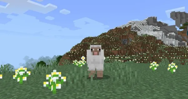 Sheep