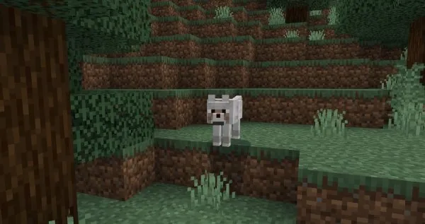 Wolf