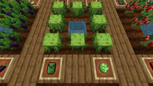 Lettuce crops and items