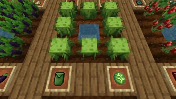 Lettuce crops and items