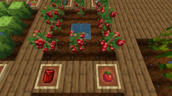 Tomato crops and items