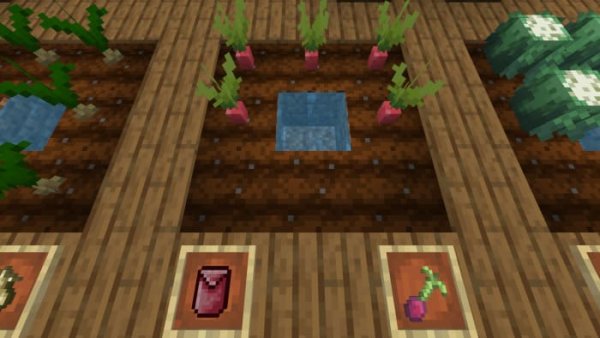 Onion crops and items