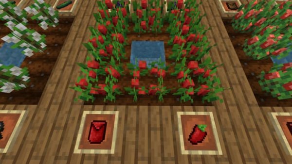 Pepper crops and items
