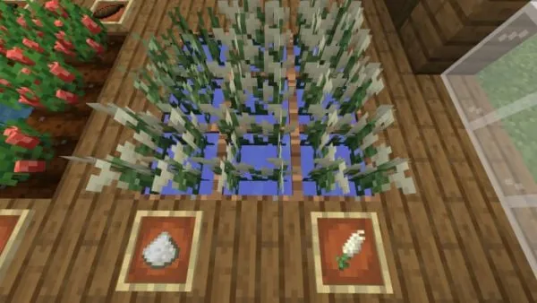 Rice crops and items