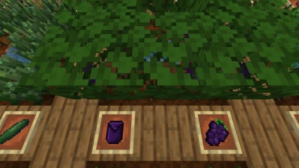 Grape crops and items