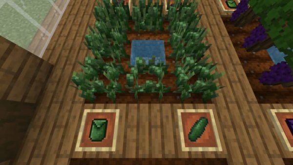 Cucumber crops and items