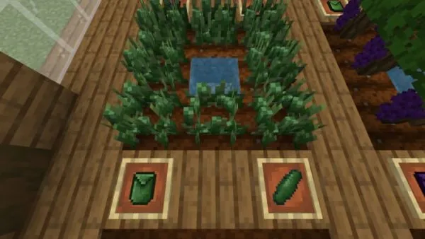 Cucumber crops and items