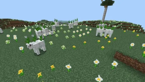 White Tulip cows