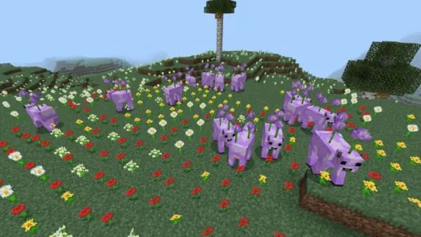 Allium cows
