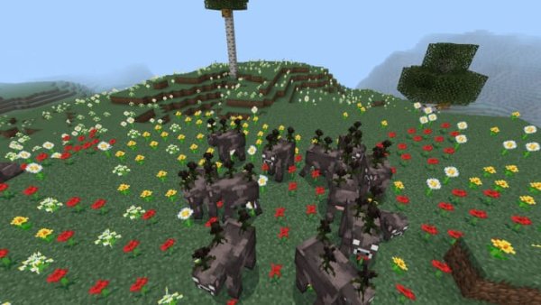 Wither Rose cows