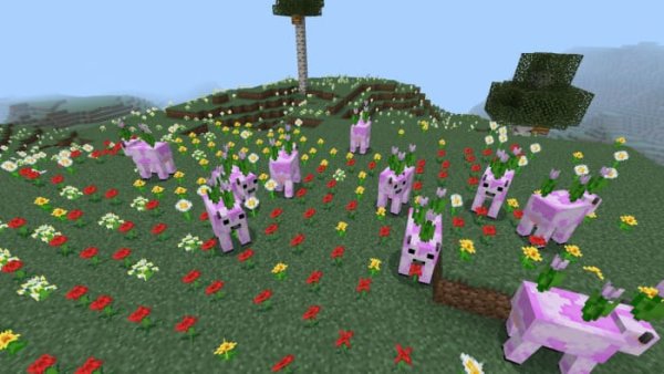Pink Tulip cows