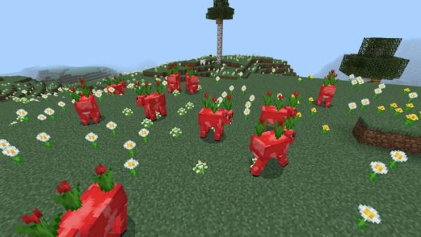 Red Tulip cows