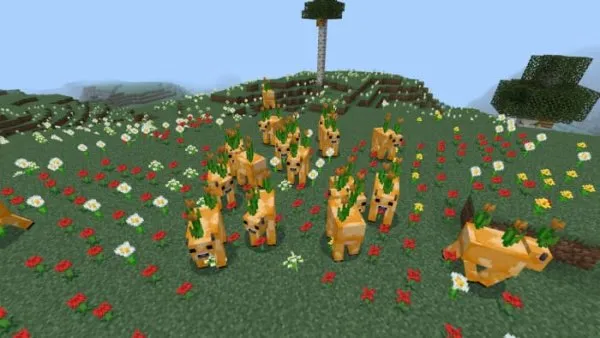 Orange Tulip cows