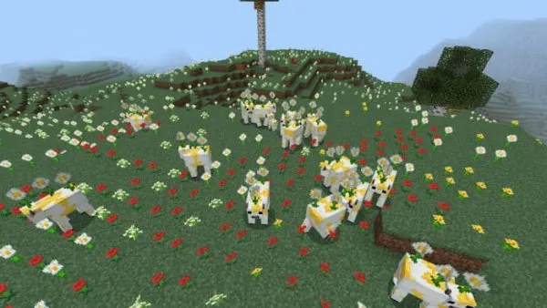 Oxeye Daisy cows
