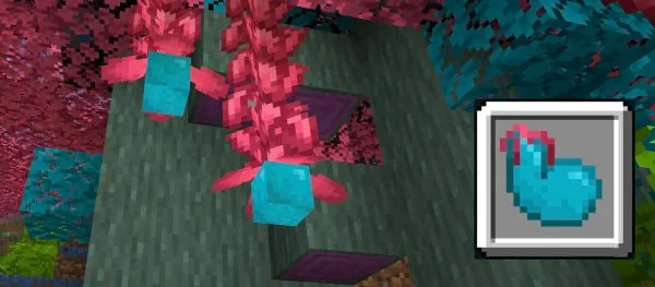 Aurora Fruit.