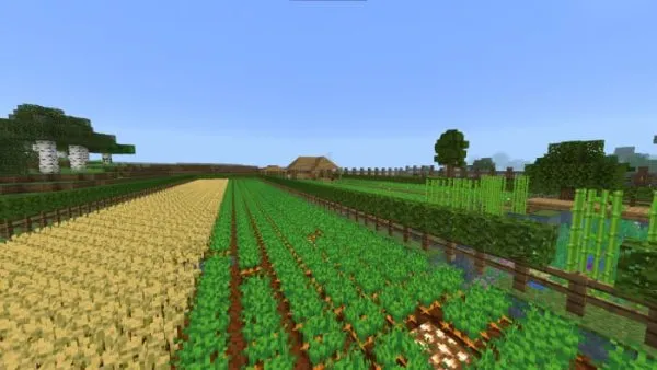 A large vegetable garden.