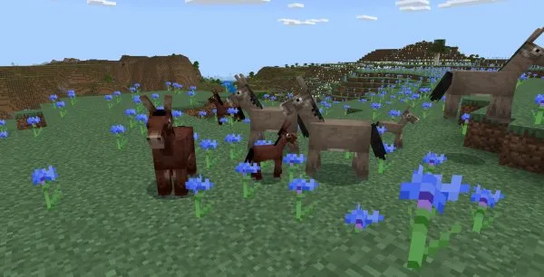 Size variations for Donkeys