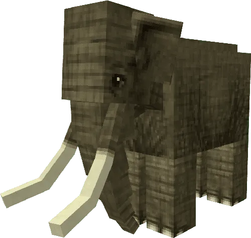 African Elephant