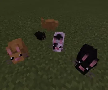 Bunny Variants