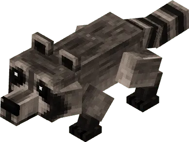 Raccoon
