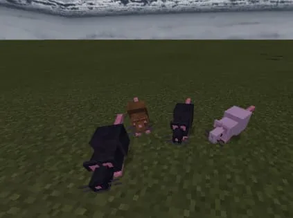 Rat Variants