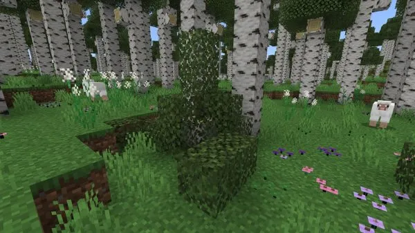 Birch Bushes