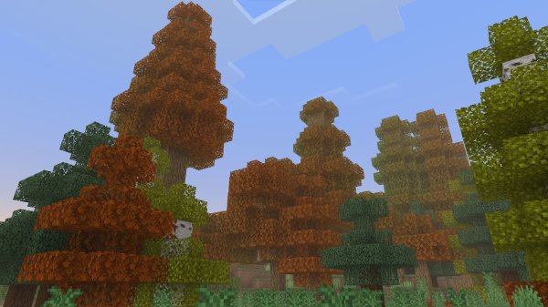 Trees in the Deciduous Forest biome
