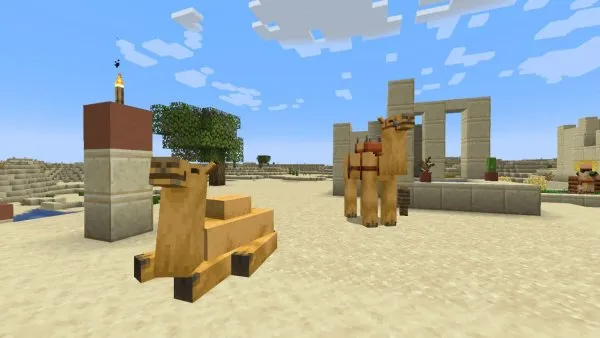 Camels.