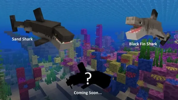 Sand and Black Fin Sharks