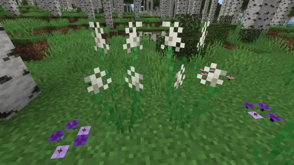 Star Flowers