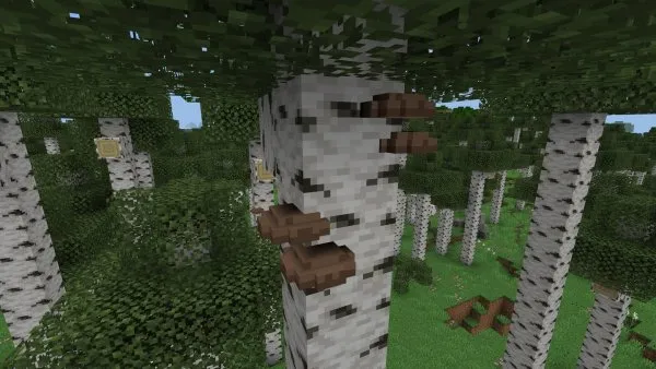 Double Tree Mushrooms