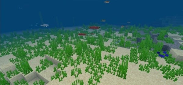 Seagrass Vegetation