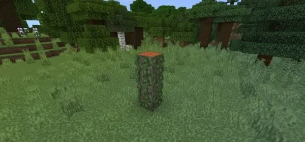 Acacia Stump