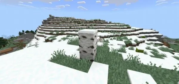 Birch Stump