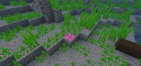Corals Vegetation