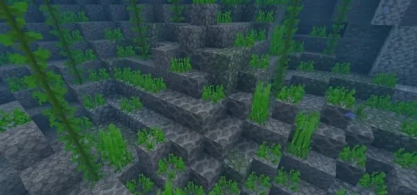 Dead Coral Patch