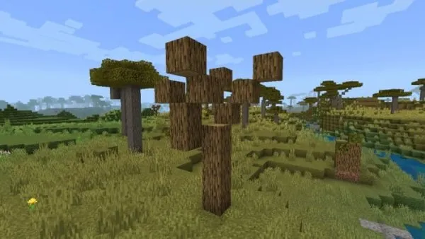 Dead Oak Tree