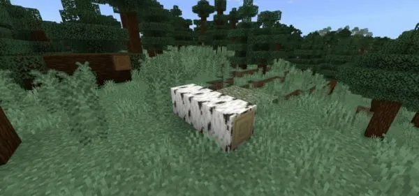Fallen Birch Log